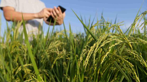 “Embora a lei fale em direito ao crédito fiscal amplo, sua extensão dependerá dessa regulamentação da Receita e dos comitês gestores, ainda pendente, o que pode gerar disputas e afetar agroindústrias e cooperativas”. (Freepik / divulgação)