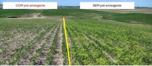 Conhecida como caruru, espécie resistente a herbicidas preocupa produtores e reforça a importância do manejo integrado e do uso de herbicidas pré-emergentes. (caruru-roxo - reprodução Portal Mais Agro)