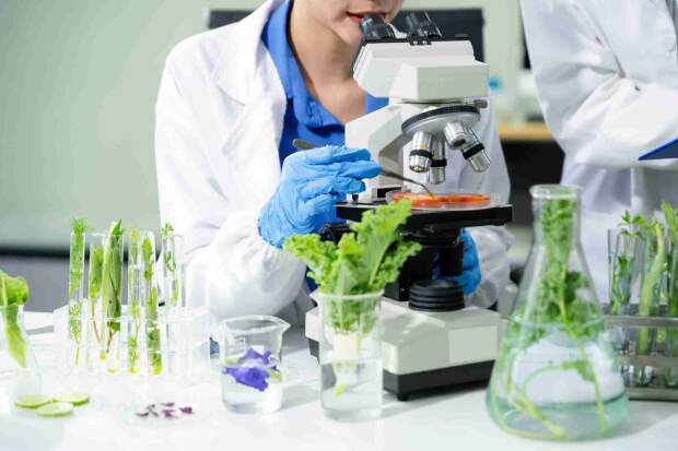 Essa abordagem garante padronização, rastreabilidade e conformidade com as normas regulatórias, como a Portaria Conjunta SDA/MAPA–IBAMA–ANVISA nº 1/2023. A aplicação da biologia molecular acelera o controle de qualidade dos bioinsumos, garantindo pureza, rastreabilidade e desempenho no campo. (Divulgação)