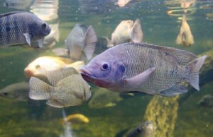 Em Nota Oficial à imprensa, a Associação Brasileira da Piscicultura (Peixe BR) contesta também a proposta do MMA que classifica tilápia como invasora. (Reprodução Internet)