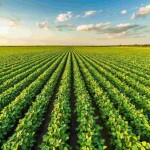 Com o avanço da área cultivada e a expectativa de uma safra histórica no Brasil, pragas e plantas daninhas continuam entre os principais desafios do sojicultor. (Divulgação)