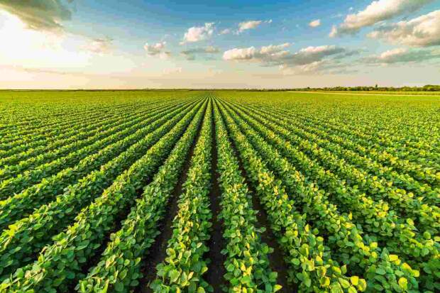 Com o avanço da área cultivada e a expectativa de uma safra histórica no Brasil, pragas e plantas daninhas continuam entre os principais desafios do sojicultor. (Divulgação)