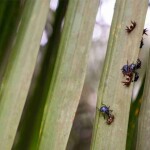 Empresa adota práticas sustentáveis no cultivo da palma de óleo há mais de 20 anos, garantindo a saúde das plantações e dos ecossistemas sem comprometer a produtividade. (Divulgação (Agropalma)