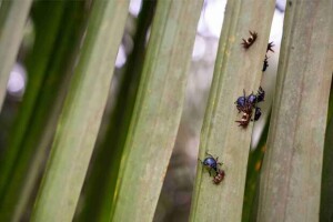 Empresa adota práticas sustentáveis no cultivo da palma de óleo há mais de 20 anos, garantindo a saúde das plantações e dos ecossistemas sem comprometer a produtividade. (Divulgação (Agropalma)