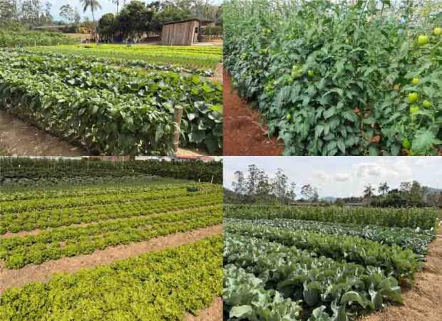 De forma gratuita e inédita, as duas edições do evento promovem, juntas, mais de 50 variedades hortícolas, além de interação com especialistas e soluções de empresas do setor. (Divulgação – Sakata)