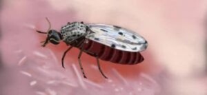 Vírus, que até 2023 estava restrito basicamente à região Norte, bateu recorde de casos no Sudeste; no estado de São Paulo, número passou de oito infectados em 2024 para 161 este ano, considerando os dados até setembro. (Crédito Ademildo Mendes/SVSA)