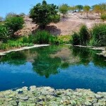Bioma ocupa só 10% do território nacional, mas capturou até 50% do carbono entre 2015 e 2022; Bahia tem maior área contínua e atuação de CBHs da Bahia fortalece preservação. (Imagem: Divulgação/Unesp)
