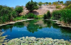 Bioma ocupa só 10% do território nacional, mas capturou até 50% do carbono entre 2015 e 2022; Bahia tem maior área contínua e atuação de CBHs da Bahia fortalece preservação. (Imagem: Divulgação/Unesp)