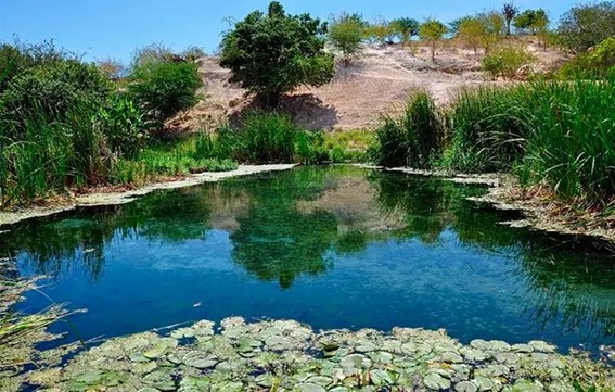 Bioma ocupa só 10% do território nacional, mas capturou até 50% do carbono entre 2015 e 2022; Bahia tem maior área contínua e atuação de CBHs da Bahia fortalece preservação. (Imagem: Divulgação/Unesp)
