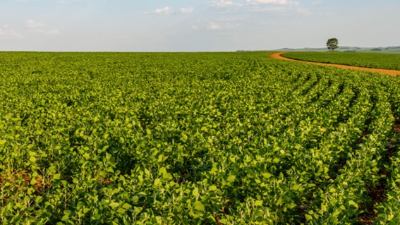 Com investimento de R$ 32 milhões, o programa da CJ Selecta, desenvolvido em parceria com a Unilever, busca transformar produção de soja brasileira em atividade mais sustentável e resiliente. (Relacionada / divulgação)