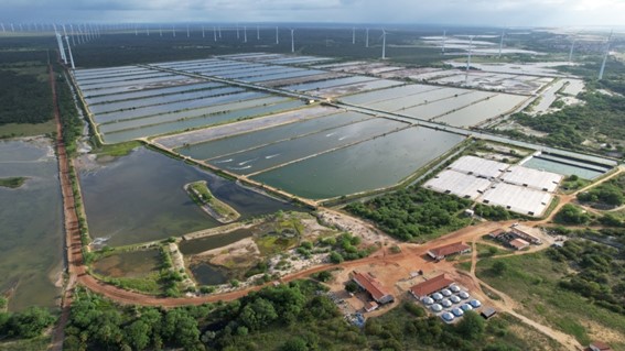 O Camanutri Osmobalance favorece o equilíbrio osmótico, a saúde e o desempenho produtivo dos camarões. (WhatsApp-Image-2023-11-14 / divulgação FENACAM)