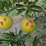 De acordo com a Fundecitrus, incidência da doença em laranjeiras de São Paulo e de Minas Gerais é, em 2025, de 47,63%, praticamente o triplo de quase dez anos atrás. (Divulgação)