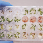 O extrato do fungo foi submetido em um bioensaio em sementes de alface. A foto acima mostra o extrato bruto do fungo Fusarium (em vermelho) inibindo a germinação de sementes de dicotiledônea (alface). (Foto: Debora Barreto)