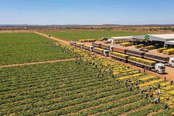 A combinação de grande área plantada com colheitas constantes faz da operação uma engrenagem essencial para o abastecimento interno e para os contratos de exportação. (Divulgação)