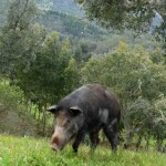“É um animal feroz e bastante adaptado à nossa região. Ele come basicamente tudo. Já vi comendo cana e fuça tudo quanto é lugar”, conta o produtor mineiro de Brazópolis/MG. (Foto: Wikimedia Commons / divulgação