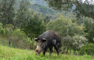 “É um animal feroz e bastante adaptado à nossa região. Ele come basicamente tudo. Já vi comendo cana e fuça tudo quanto é lugar”, conta o produtor mineiro de Brazópolis/MG. (Foto: Wikimedia Commons / divulgação