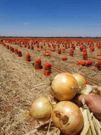 Materiais mais estáveis, resistentes e alinhados à mecanização impulsionam rendimento e qualidade da cultura, que superou 1,6 milhão de toneladas em 2024. (Cebola Samurai F1 - Topseed Premium / Agristar do Brasil)