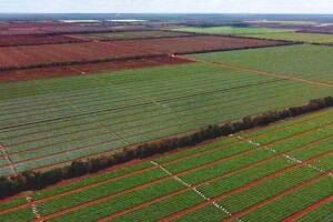No coração da maior fazenda de melões do Brasil, o diferencial não está apenas no tamanho, mas na forma de produzir. (Divulgação)