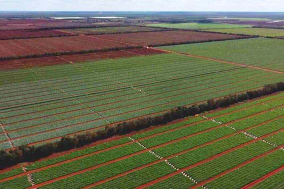 No coração da maior fazenda de melões do Brasil, o diferencial não está apenas no tamanho, mas na forma de produzir. (Divulgação)