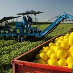 A fazenda Agrícola Famosa ocupa 12 mil hectares, que somada aos 25 mil hectares de terras, em 14 fazendas, e produzem juntas 300 mil toneladas de frutas para garantir as exportações constantes do Nordeste brasileiro.  (Divulgação)