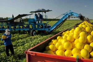 A fazenda Agrícola Famosa ocupa 12 mil hectares, que somada aos 25 mil hectares de terras, em 14 fazendas, e produzem juntas 300 mil toneladas de frutas para garantir as exportações constantes do Nordeste brasileiro.  (Divulgação)