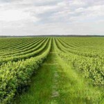 Para Márcia de Alcântara, afastamento da tese reacende disputas possessórias, fragiliza títulos de propriedade e tende a acirrar conflitos agrários e impactos econômicos no médio e longo prazos. (Freepik).