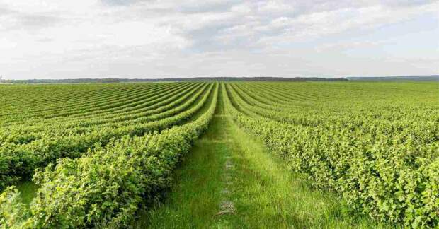 Para Márcia de Alcântara, afastamento da tese reacende disputas possessórias, fragiliza títulos de propriedade e tende a acirrar conflitos agrários e impactos econômicos no médio e longo prazos. (Freepik).