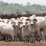 Com cerca de 29 milhões de brasileiros realizando churrascos semanalmente, a carne bovina segue como protagonista em quase 60% das grelhas do país. (Sistema de confinamento em Mato Grosso do Sul - Foto: Arquivo Semadesc)