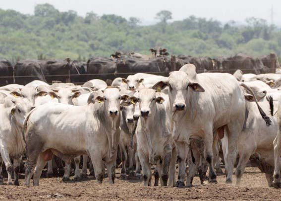Com cerca de 29 milhões de brasileiros realizando churrascos semanalmente, a carne bovina segue como protagonista em quase 60% das grelhas do país. (Sistema de confinamento em Mato Grosso do Sul - Foto: Arquivo Semadesc)