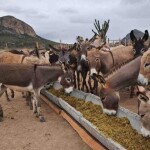 Nos últimos três anos, o preço do jumento no Nordeste registrou uma valorização superior a 1.200%, reflexo da reorganização da cadeia produtiva e do interesse crescente por produtos derivados do animal, como proteína, colágeno e leite. (Divulgação)