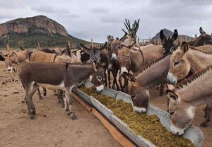 Nos últimos três anos, o preço do jumento no Nordeste registrou uma valorização superior a 1.200%, reflexo da reorganização da cadeia produtiva e do interesse crescente por produtos derivados do animal, como proteína, colágeno e leite. (Divulgação)