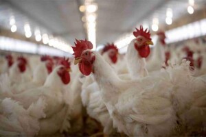 sabor na ceia de fim de ano. (Divulgação: Zoetis)