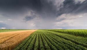 Regiões produtoras como Sudeste, Centro-Oeste, Matopiba e Norte terão maior regularidade de chuva e condições positivas para o ciclo de verão. (Foto: divulgação))