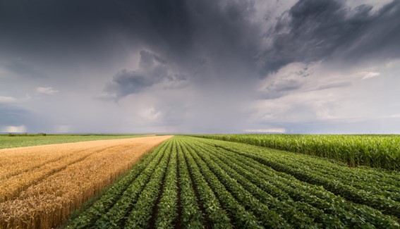 Regiões produtoras como Sudeste, Centro-Oeste, Matopiba e Norte terão maior regularidade de chuva e condições positivas para o ciclo de verão. (Foto: divulgação))