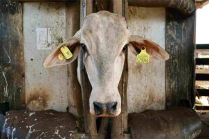 Pesando apenas 19 g, com GPS, RFID, eSIM, bateria recarregável e chipset da Qualcomm Technologies, Inc. ("Qualcomm"), o novo brinco utiliza conectividade 4G NB-IoT para monitoramento em tempo real e ESG auditáveis; feito de material altamente resistente com vida útil de cinco anos. (Brinco iBOI – Divulgação)