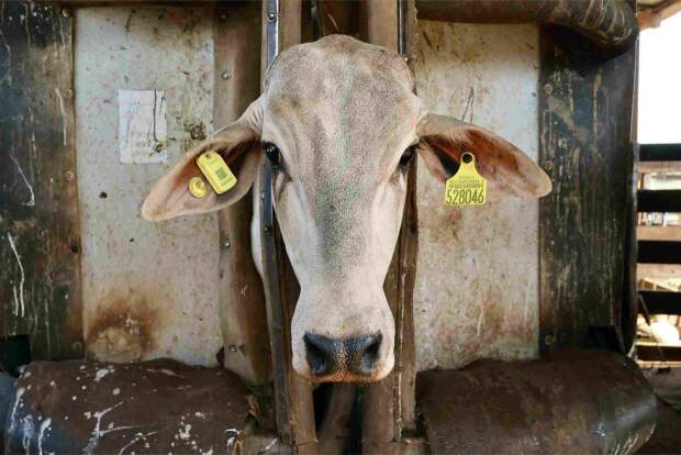 Pesando apenas 19 g, com GPS, RFID, eSIM, bateria recarregável e chipset da Qualcomm Technologies, Inc. ("Qualcomm"), o novo brinco utiliza conectividade 4G NB-IoT para monitoramento em tempo real e ESG auditáveis; feito de material altamente resistente com vida útil de cinco anos. (Brinco iBOI – Divulgação)