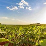 Decisão de 6 a 4 nas ADIs 5553 e 7755 declara constitucionais os incentivos tributários, reforçando a competitividade do agronegócio e a segurança alimentar nacional. (Sindiveg / divulgação)