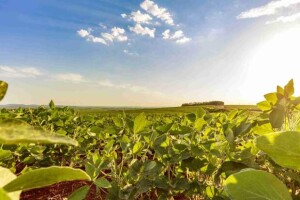 Decisão de 6 a 4 nas ADIs 5553 e 7755 declara constitucionais os incentivos tributários, reforçando a competitividade do agronegócio e a segurança alimentar nacional. (Sindiveg / divulgação)
