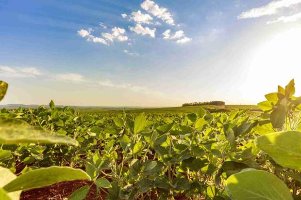 Decisão de 6 a 4 nas ADIs 5553 e 7755 declara constitucionais os incentivos tributários, reforçando a competitividade do agronegócio e a segurança alimentar nacional. (Sindiveg / divulgação)