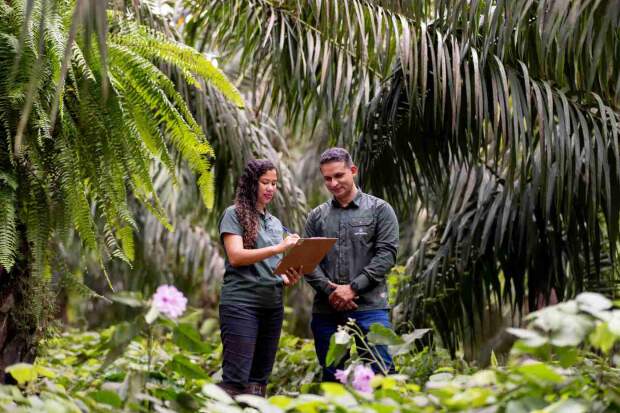 Adotando Melhores Práticas de Manejo desde 2021, empresa registra aumento na produtividade, ao mesmo tempo em que reduz impactos ambientais. (Divulgação / Agropalma)