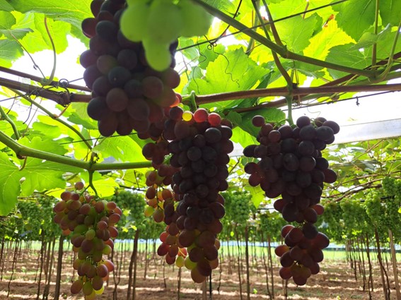 Soluções biotecnológicas ganham espaço como complemento ao manejo tradicional. Um levantamento divulgado pela CropLife Brasil aponta que a utilização de bioinsumos cresceu 13% na safra 2024/2025, alcançando 156 milhões de hectares, e elevando a taxa média de adoção por área para 26%. (Divulgação)