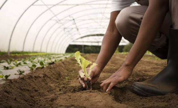 Adversidades climáticas aumentam chances de produtores adotarem bioestimulantes e inoculantes na agricultura. O consumo pode enfrentar pressões por margens apertadas para os produtores e safra de grãos em queda de cerca de 3,7% ante o recorde de 2025 (Divulgação)