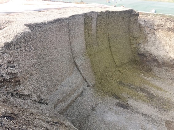 Para garantir um volumoso de boa qualidade é fundamental atuar de forma integrada no cultivo, manejo da lavoura, definição do ponto ideal de colheita e ensilagem rápida, para produzir um alimento nutritivo. (Divulgação Connan)