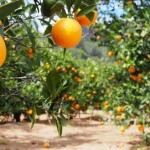 Os dados estão disponíveis no Agro Mensal, relatório divulgado pela Consultoria Agro do Itaú BBA. (Sistema FAEG / divulgação)