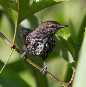 Crise climática pressiona fauna em áreas protegidas; sem adaptação, Brasil pode perder ícones da biodiversidade antes de 2100. (Bicudinho-do-brejo-paulista /Silvia-Faustino-Linhares)