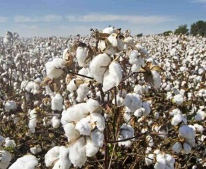 Grande parte das transações que movimentam o agronegócio acontece longe do consumidor final. Insumos, logística, crédito, tecnologia e serviços operam, em sua maioria, no modelo business to business. (Relacionada)