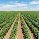 O pré-emergente YAMATO SC apresenta controle eficaz de plantas daninhas resistentes, contribuindo para maior produtividade e rentabilidade da cotonicultura brasileira. (Divulgação Yhara)