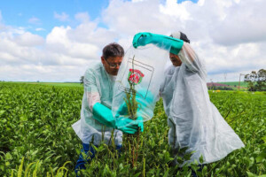 Praga identificada em território paulista no início de fevereiro agora conta com plano que organiza ações de prevenção, controle e erradicação no Estado. Equipes da Defesa Agropecuária realizam coleta de planta daninha na região de São José do Rio Preto. (Divulgação)
