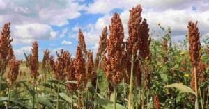 Serão premiados os agricultores que alcançarem as maiores produtividades. Consultor da Céleres aponta oportunidades e onde é preciso ajustar a rota. (Divulgação Getap)