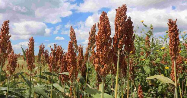 Serão premiados os agricultores que alcançarem as maiores produtividades. Consultor da Céleres aponta oportunidades e onde é preciso ajustar a rota. (Divulgação Getap)